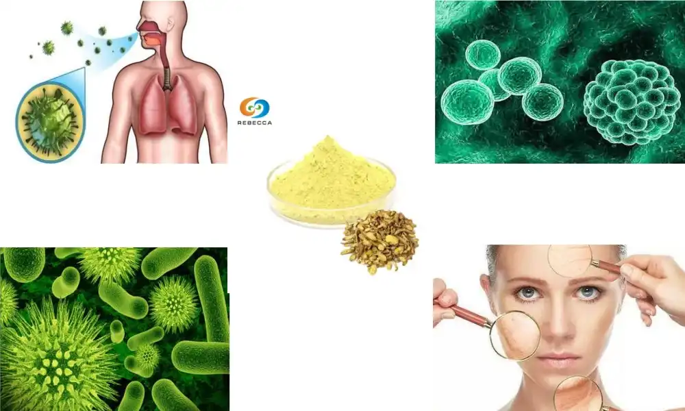 How Scutellaria Extract Supports Immune Function?